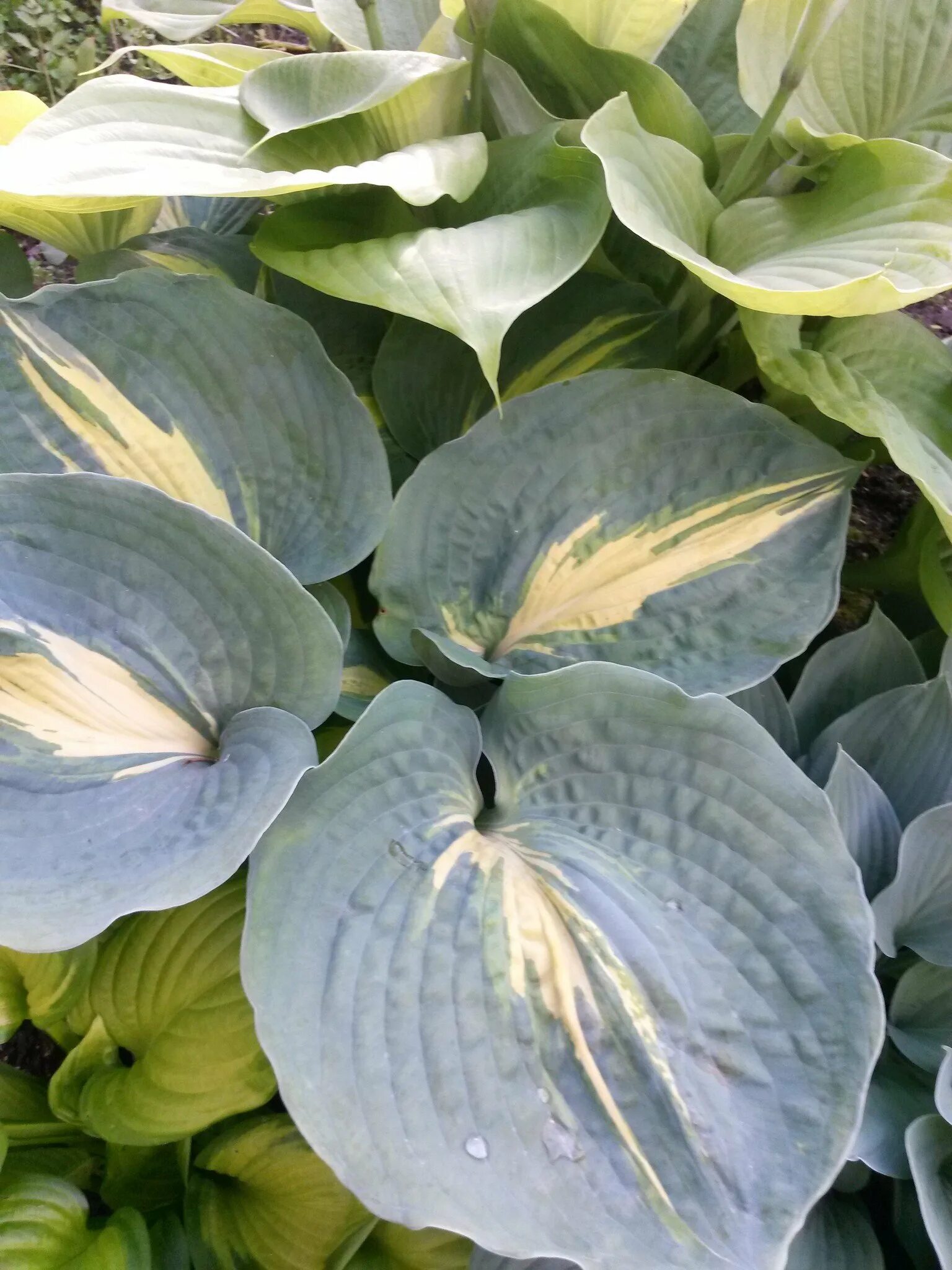 Виды и сорта хост с описанием. Хоста сизая крупнолистная. хоста hosta elata. хоста голубая крупнолистная. хоста калейдохром.