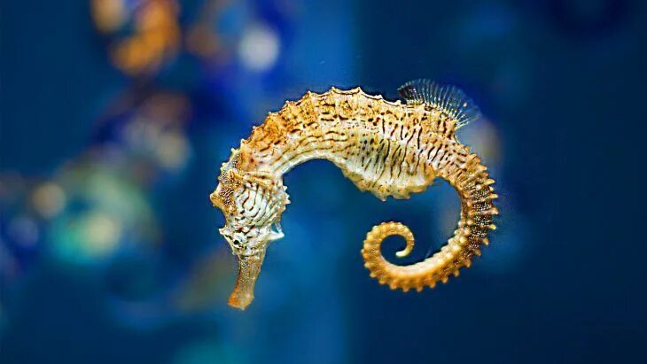 Seahorse with cirri Beautiful sea creatures, Seahorse, Ocean creatures