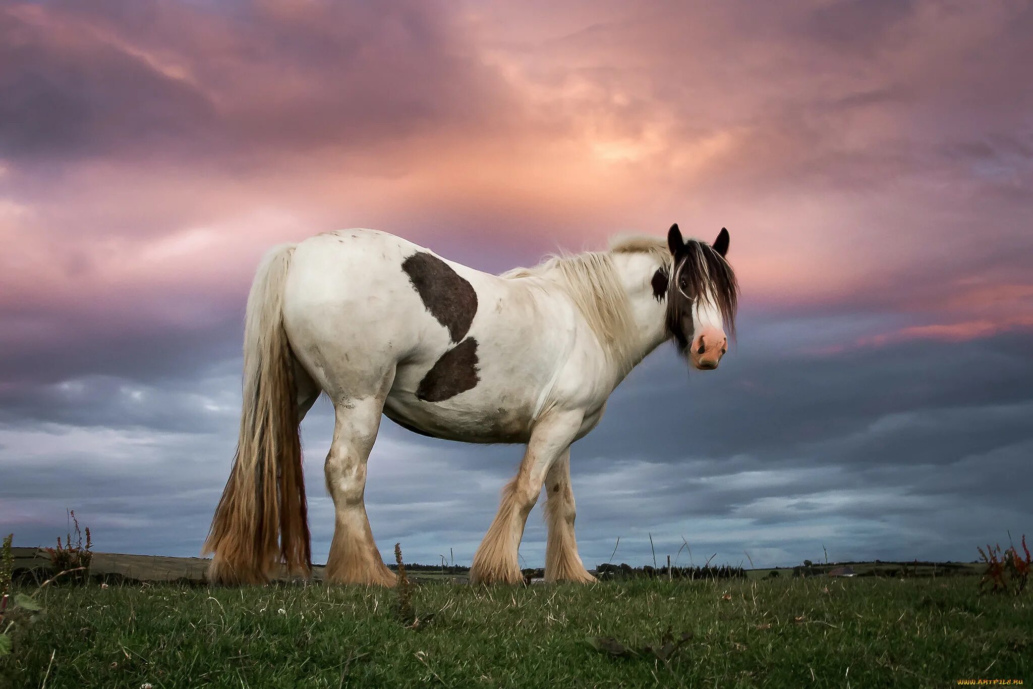 Лошадки. Обои лошади. Лошадь тяжеловоз. Самые красивые лошади в мире фото.
