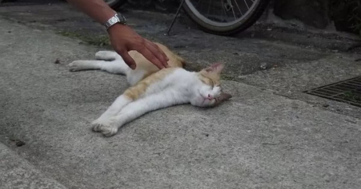 Почему котята мертвые