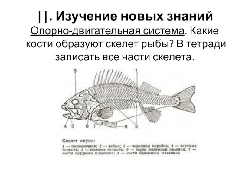 Самостоятельная работа внутреннее строение рыбы. Скелет рыбы строение. скелет костной рыбы. опорно двигательная система рыб. внутреннее строение рыбы.