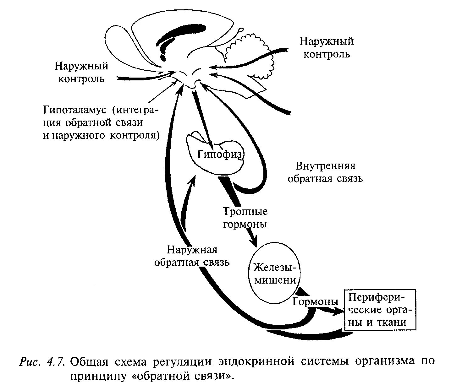 Схема регуляции эндокринной системы. Схема регуляции функций желез внутренней секреции. Схема регуляции нервной системы. Механизмы регуляции функции эндокринной системы.