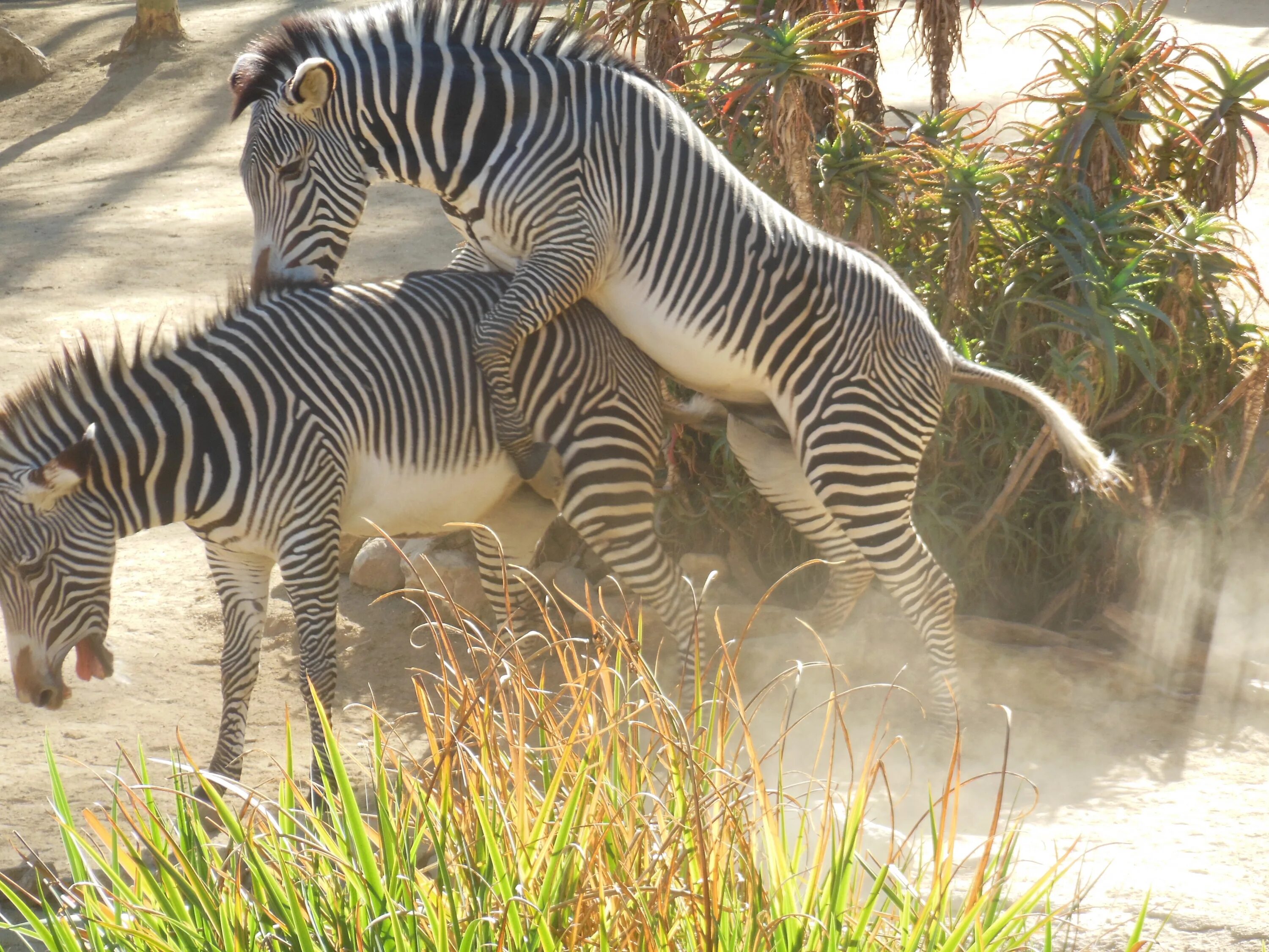 Mating type