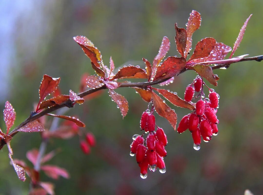 Барбарис обыкновенный куст. Кизил и барбарис. Барбарис обыкновенный веточка. Барбарис тунберга ветка. Веточку барбариса.