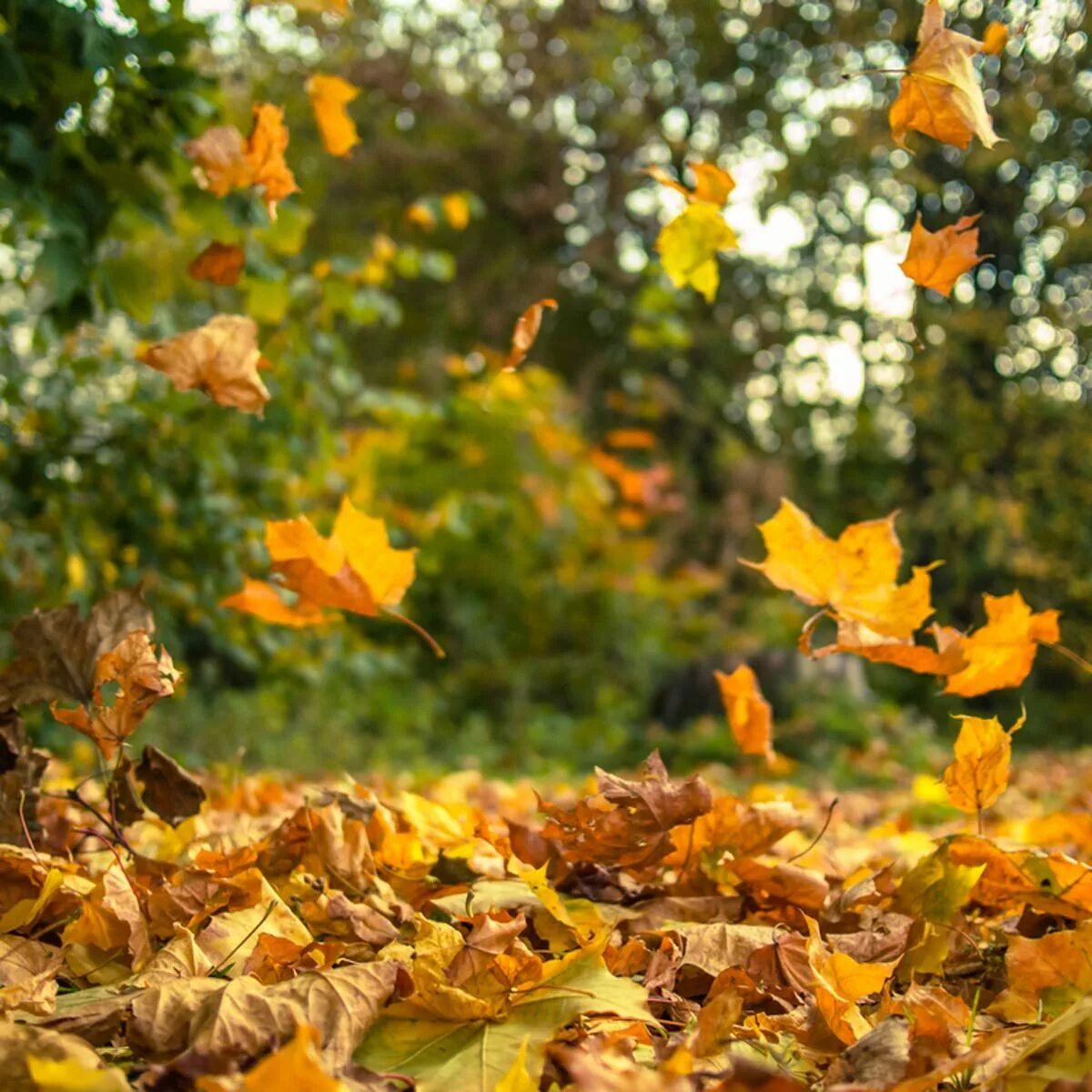 Лес Природа: стоковое видео - видеоклипы 4K и HD Shutterstock