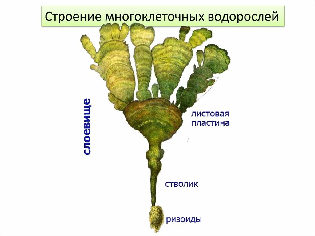 Ризоид бурых водорослей. Строение многоклеточной ламинарии. Фукус водоросль строение. Строение многоклеточной водоросли ламинарии. Строение морских водорослей.