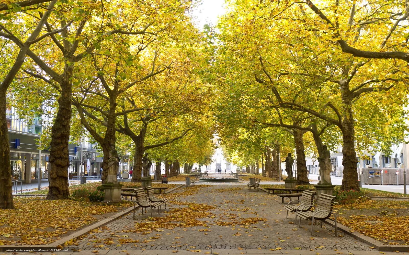Жизнь деревьев в городе. Осень в городе. Осенний город. Деревья в городе. Осенняя улица.