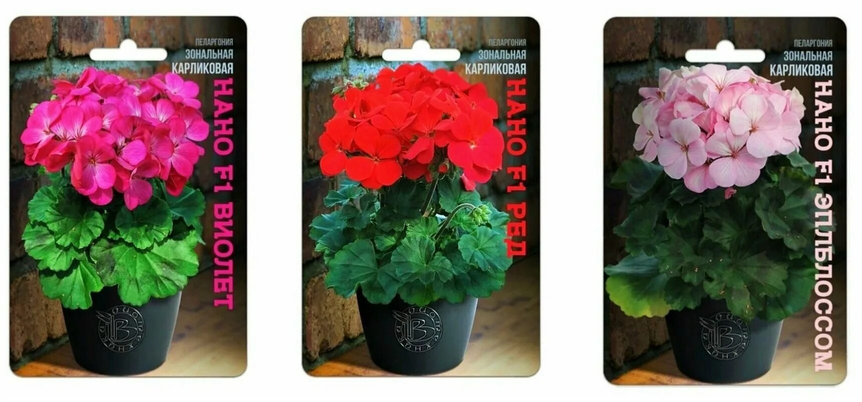 пеларгония нано отзывы. пеларгония нано отзывы. пеларгония seria nano scarlet. пеларгония нано виолет. пеларгония зональная нано микс.