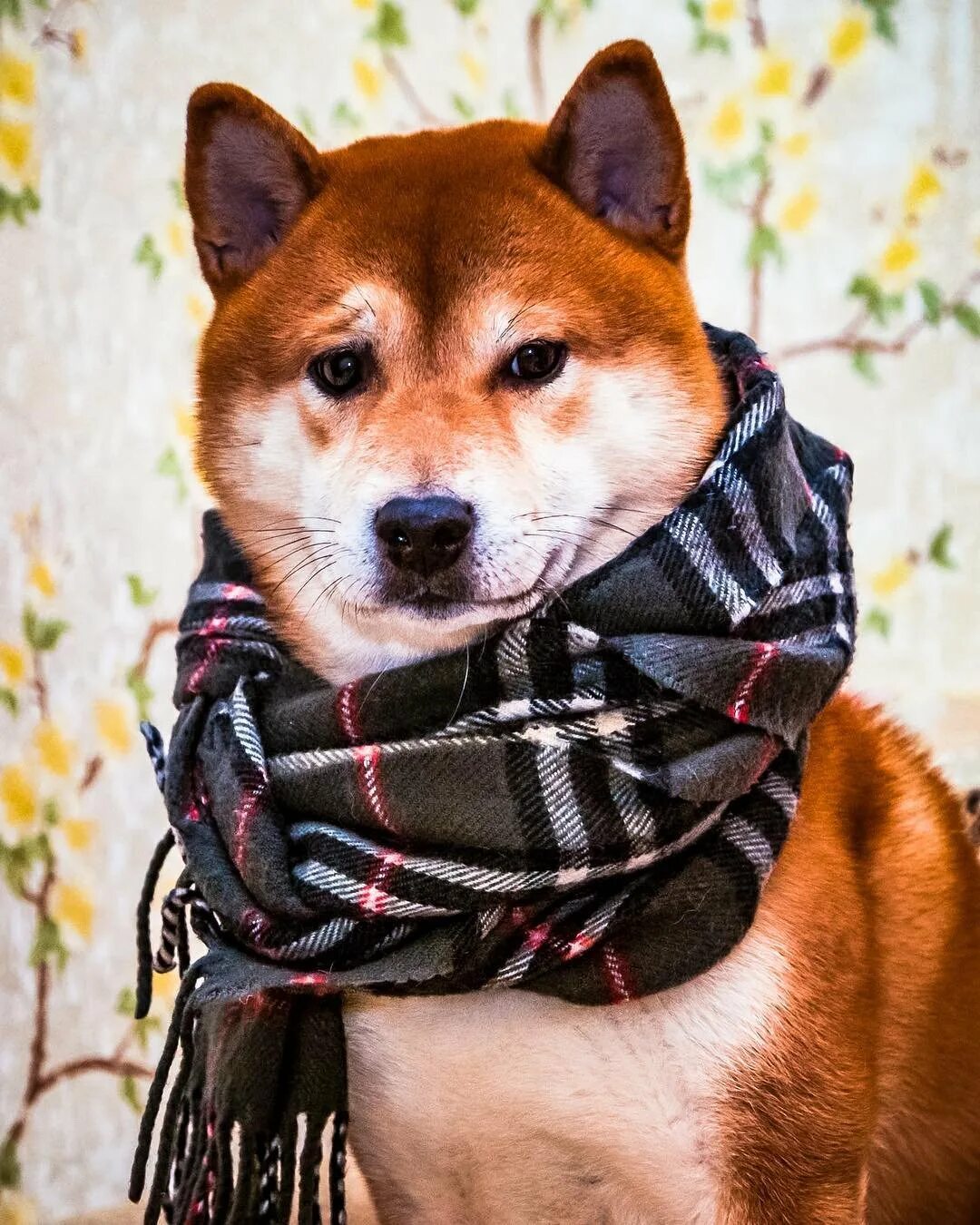 Шарфы для собак