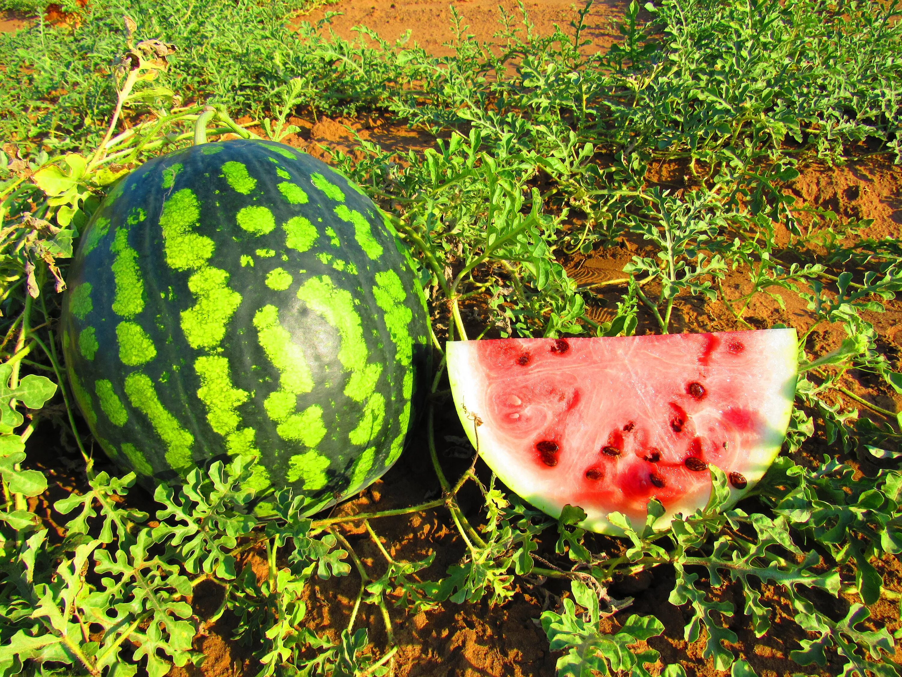 арбузовы года