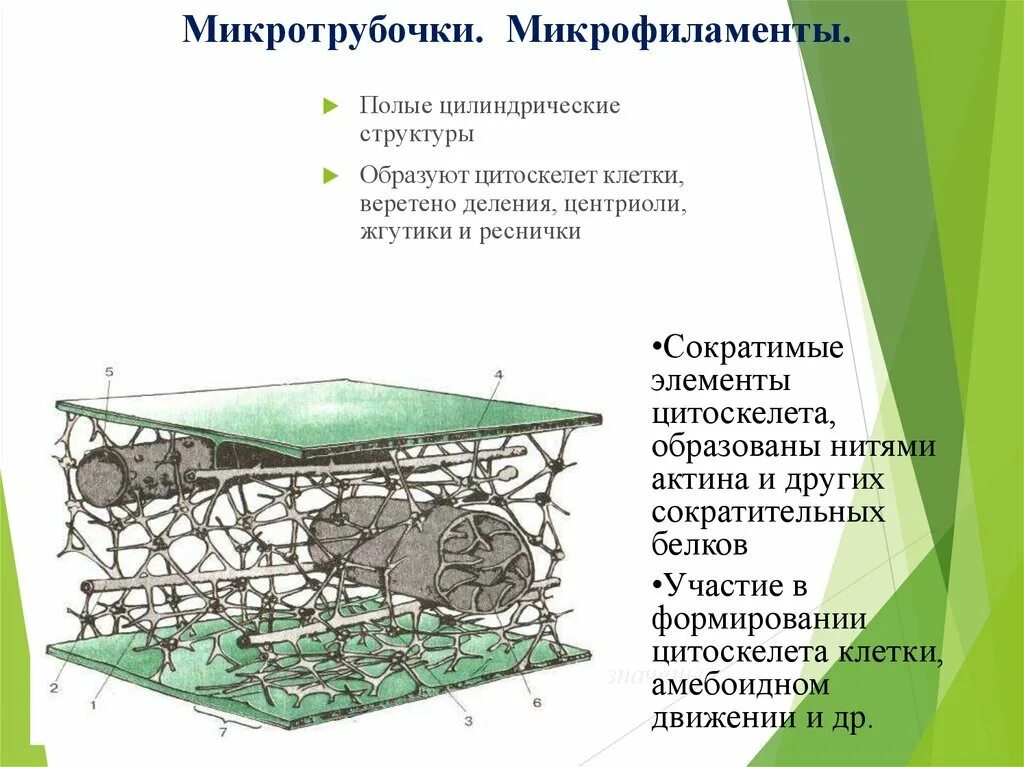 Цитоскелет строение. Цитоскелет микротрубочки промежуточные филаменты микрофиламенты. цитоскелет микрофиламенты. таблица строение клетки цитоскелет. строение и функции цитоскелета.