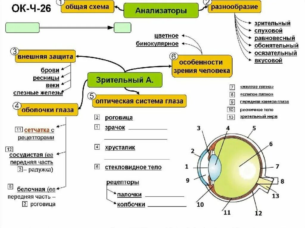 Структура презентации конспект. Схема строения глазного анализатора. Строение оптического анализатора. Схема глазного анализатора биология 8 класс. Таблица орган зрения и зрительный анализатор.