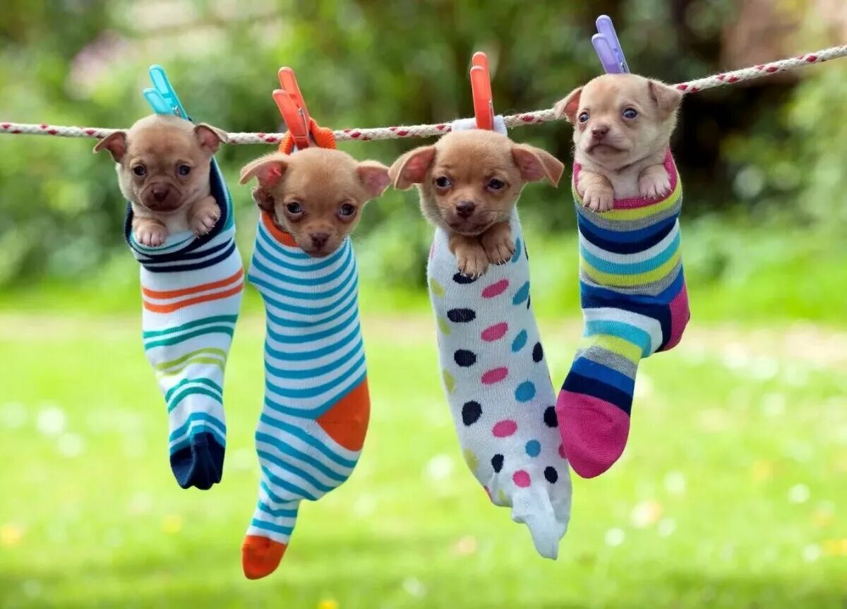 Веселый котик. Веселый кот. Домашние животные для детей. Клетка для кота. Креативная белка.