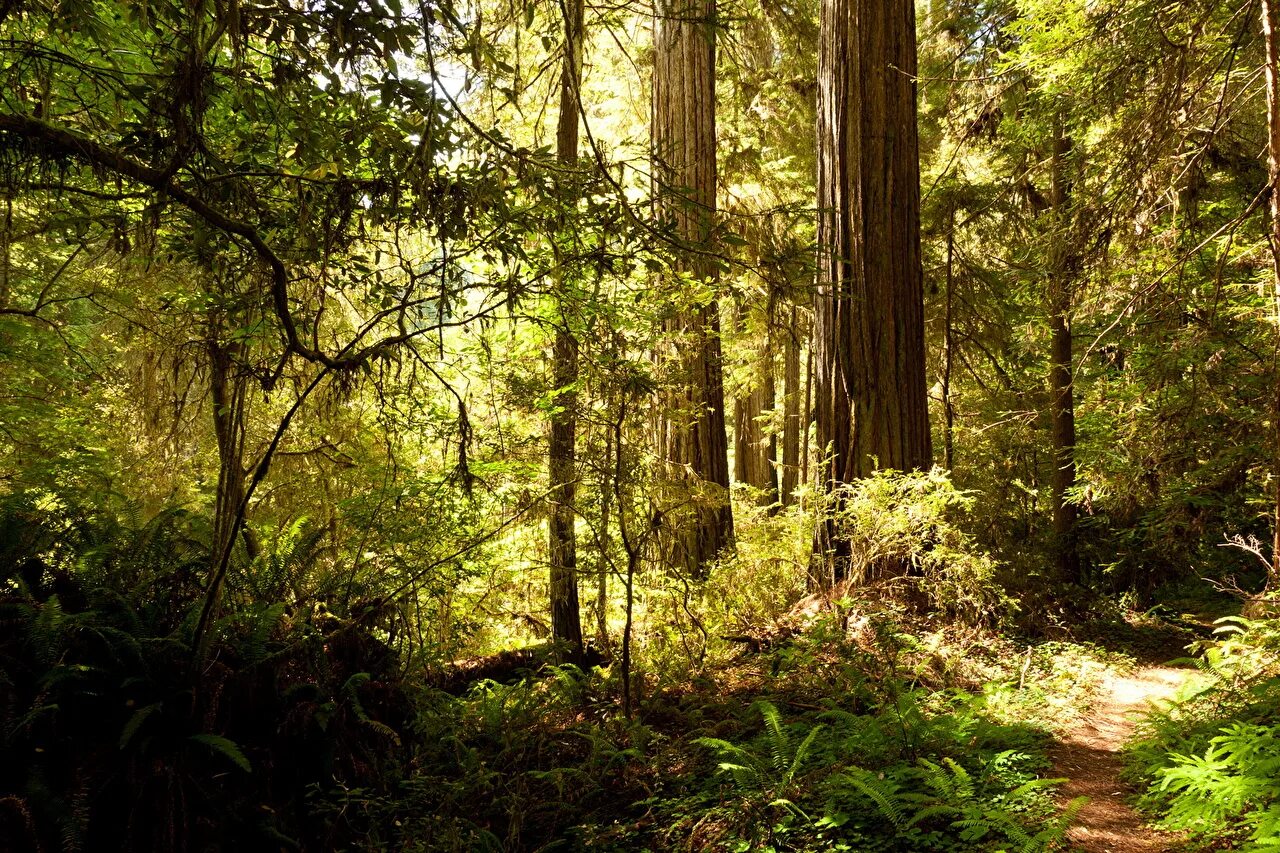 Хвойные америки. Лес Олимпик Калифорния. Хвойный лес Северной Америки. Национальный парк «Редвуд» Калифорния, США. Хвойные леса США.