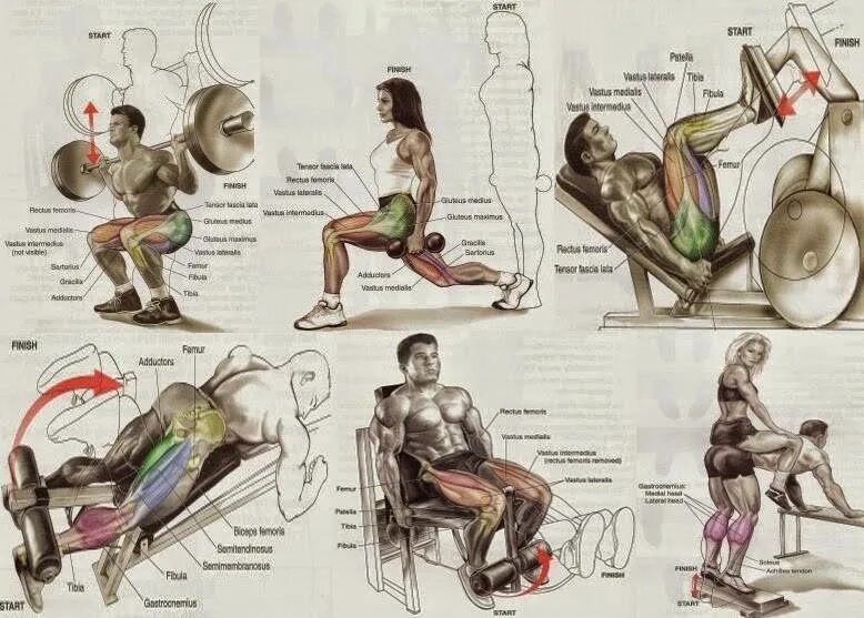 Тренировка для всех групп мышц. Упражнения на группы мышц. Упражнения для групп мышц в тренажерном зале. Силовые упражнения на ноги. Leg workout