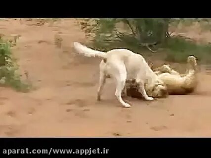 Видео бои кангалов