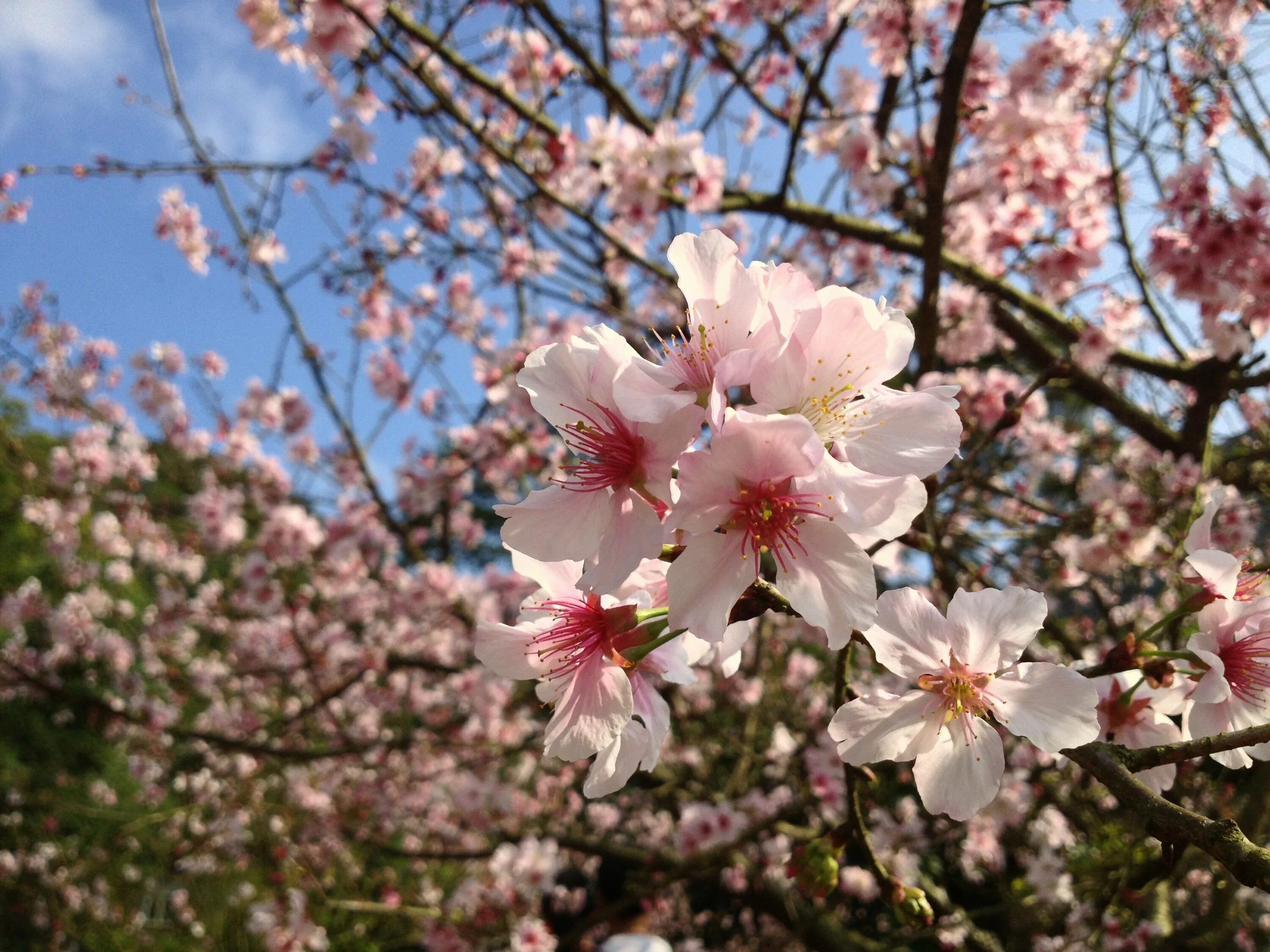 Цветок 4 апреля. Черри блоссом цветок. Сакура дарахти. Вишня Бахор дерево. Сакура гуллари.