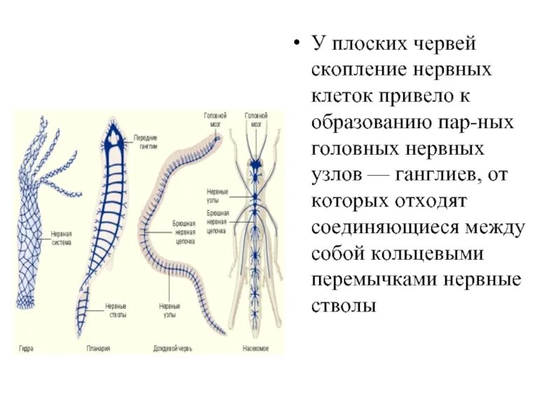 Типы нервной системы у беспозвоночных. Нервная плоских червей. Нервная система плоских червей. Нервная система червя.