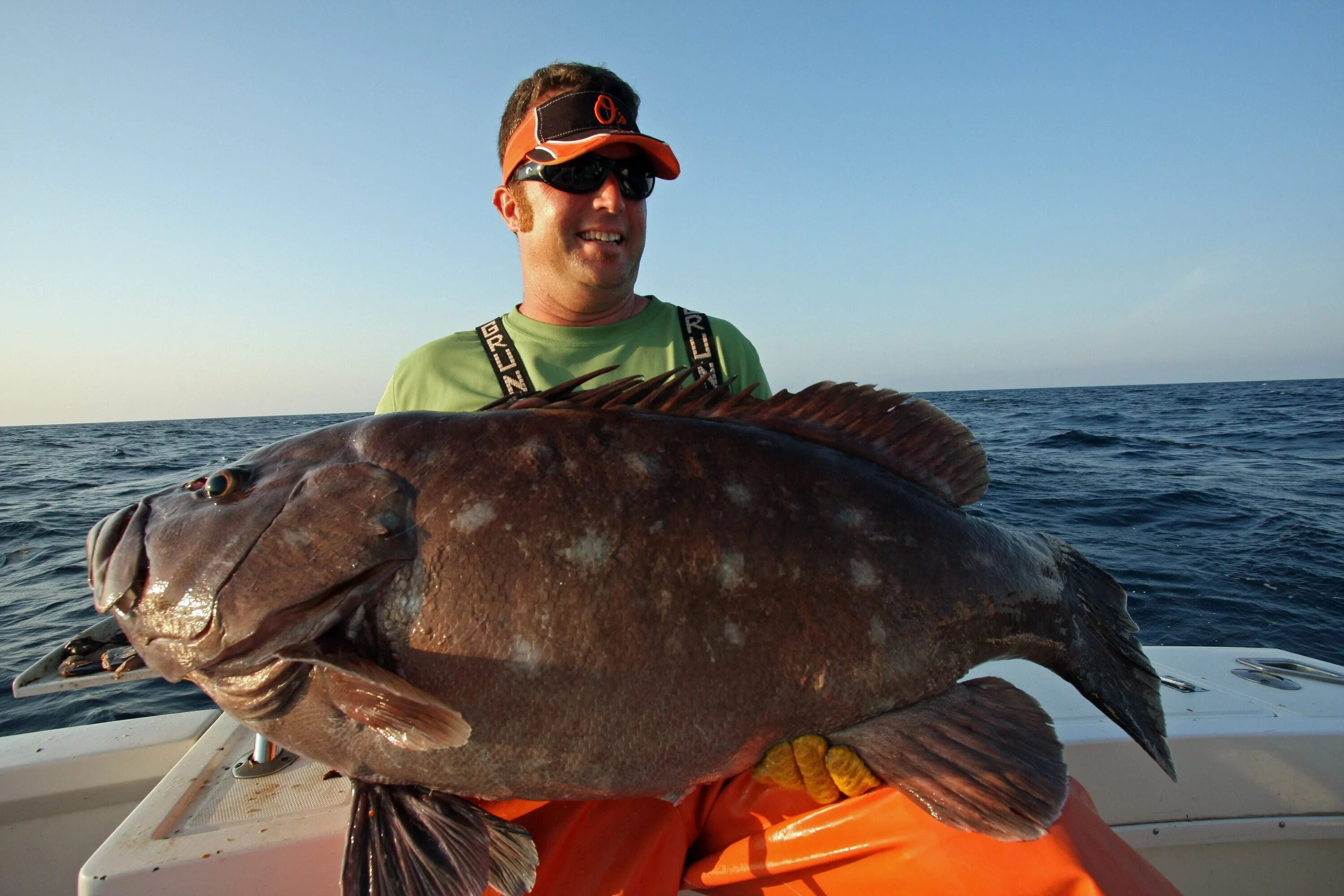 Морской окунь гигантский групер. Окунь голиаф. Окунь групер самый большой. Гигантский морской окунь. Атлантический гигантский групер.