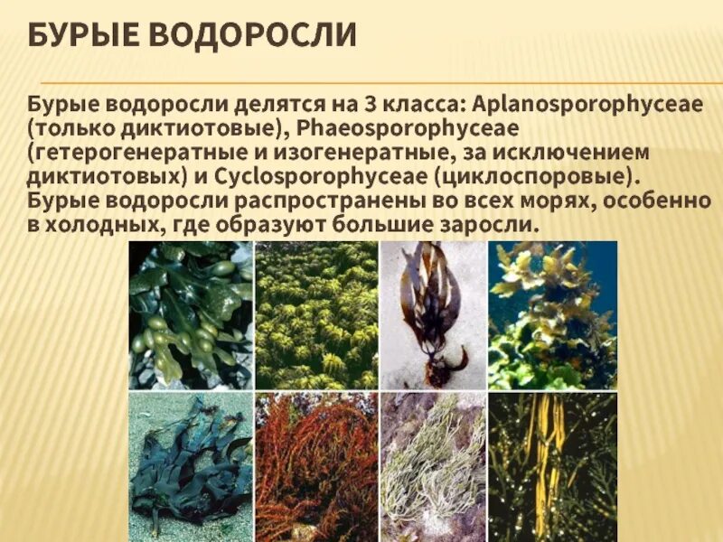 Почему водоросли назвали водорослями. Бурые водоросли ламинария. Бурые водоросли ареал. Многообразие бурых водорослей. Бурые водоросли сем. Филлариевые — Phyllariaceae.