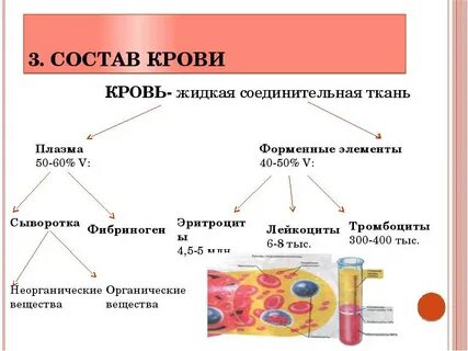 Входит в ее состав с