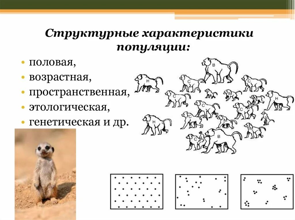 Популяция характеризуется структурой. Этологическая структура популяции схема. Этологическая структура популяции таблица. Этологическая структура популяций животных. Пространственная структура популяций животных.