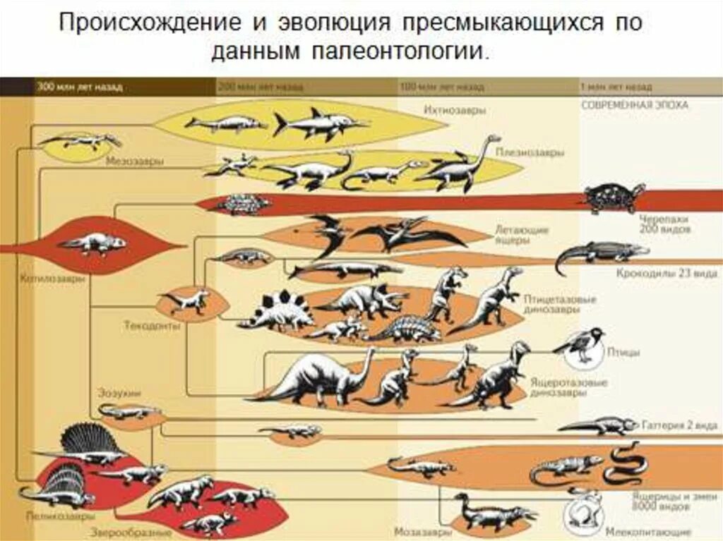 Хронологическая последовательность групп животных. Эволюционное Древо рептилий. Эволюция пресмыкающихся. Классификация древних рептилий. Эволюция рептилий схема.