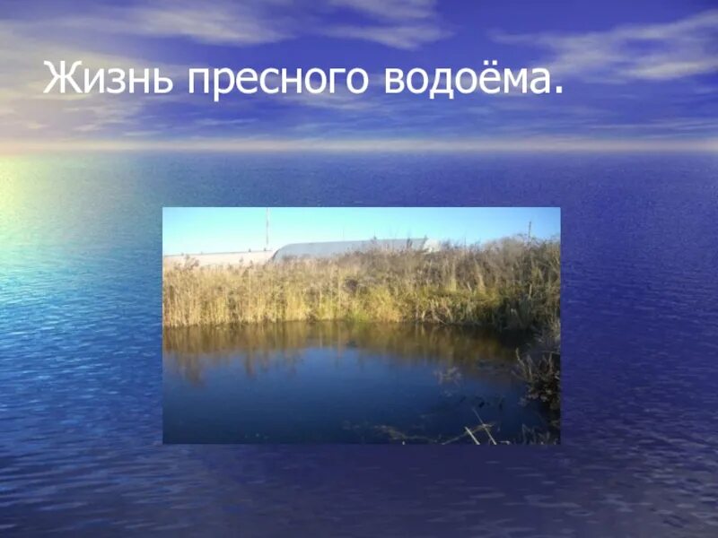 Сообщение на тему водоем. Жизнь пресного водоема. жизнь в пресной воде. проект о пресных водоемах. презентация на тему водоемы.