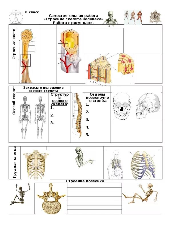 Биология 8 класс скелет человека тест. Строение скелет кости человека биология 8 класс. Тест по биологии по теме скелет человека 8 класс. Тест на тему скелет человека биология 8 класс.