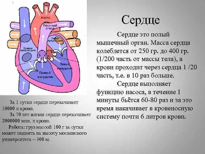 За сколько сердце прокачивает кровь. Сколько раз в минуту сокращается сердце. Сердце спортсмена. Сердце человека инфографика. Интересные факты о сердце человека.