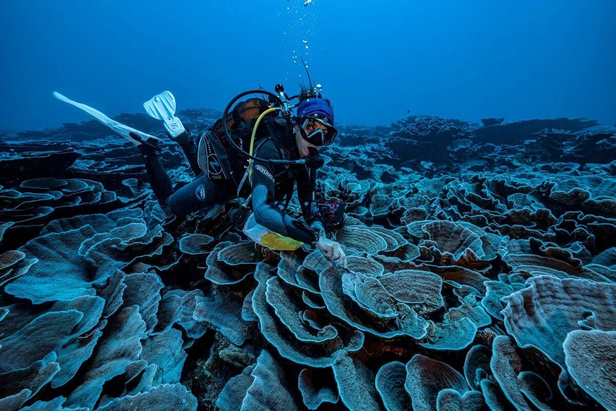 Коралловые рифы Тихого океана. Глубоководные коралловые рифы. Рифы в Таити. Море глубина.