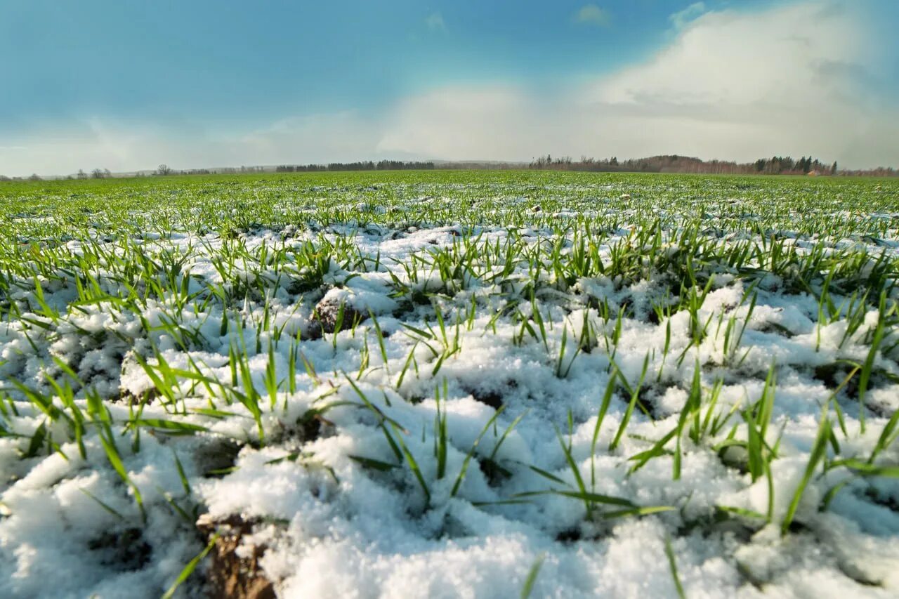 Озимые виды. Поле весной. Озимые под снегом. Весеннее поле озимые. Озимая пшеница под снегом.