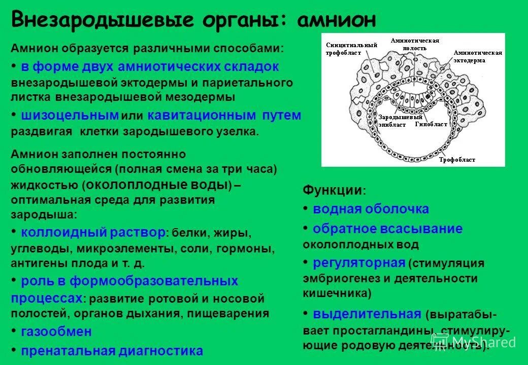 Амнион гистология. Амнион источник развития. формирование амниона. зародышевые и внезародышевые органы. внезародышевые органы человека.