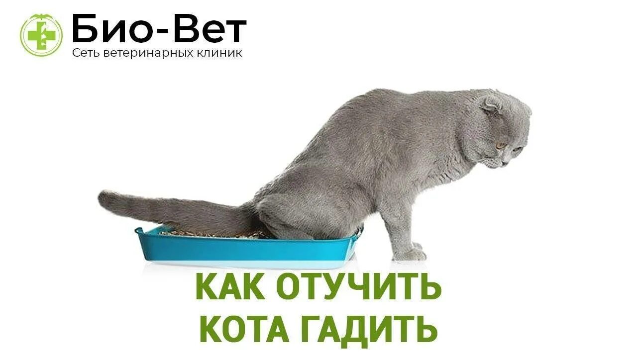 Гадит кот форум. Отучить кота гадить. отучение кота гадить. как отучить кота гадить. отучить кошку гадить в неположенном месте.