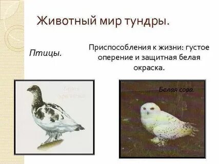 Красная книга тундры 4 класс окружающий мир
