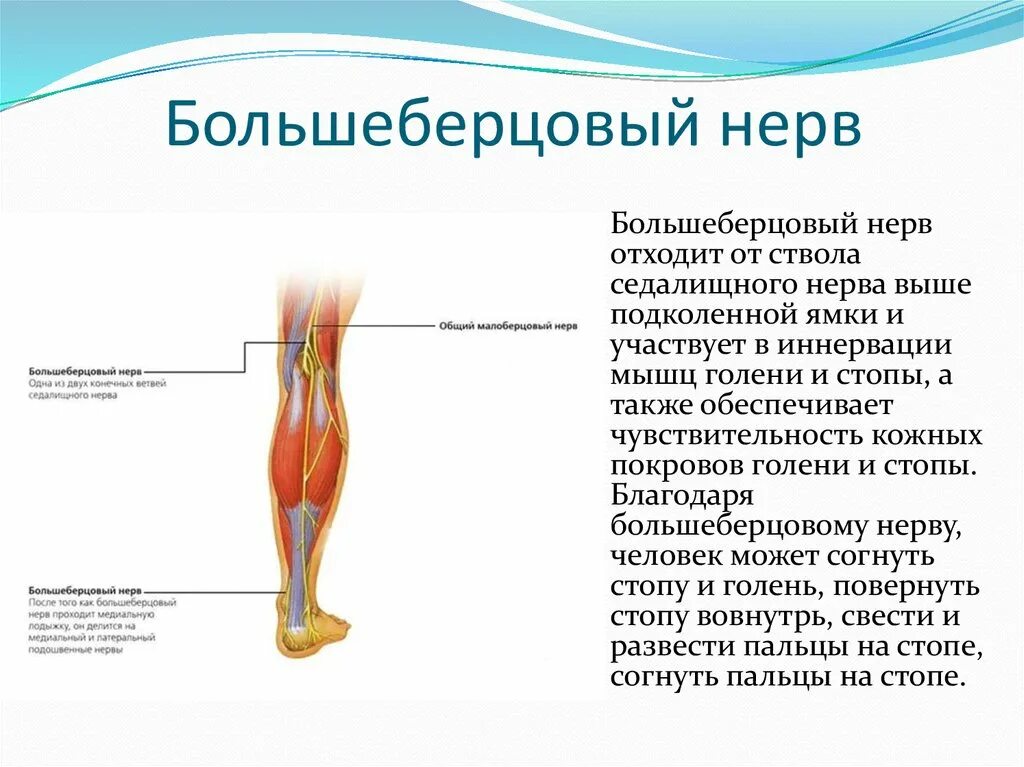 Невропатия малоберцового нерва. Конечные ветви большеберцового нерва. Большеберцовый и малоберцовый нерв. Нейропатия большеберцового нерва. Нейропатия бедра