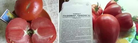 Характеристика томата пудовик