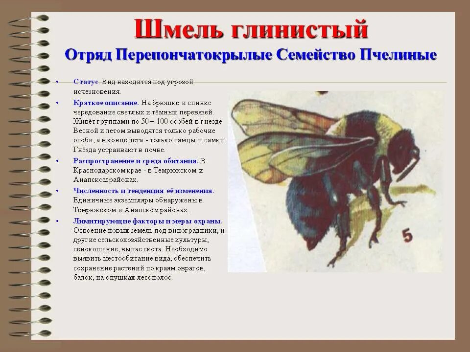 Пчела какая среда обитания. Шмель плотник красная книга. Пчела плотник описание. Шмель глинистый. Перепончатокрылые Шмель.
