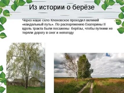 Посадил я березу под окном
