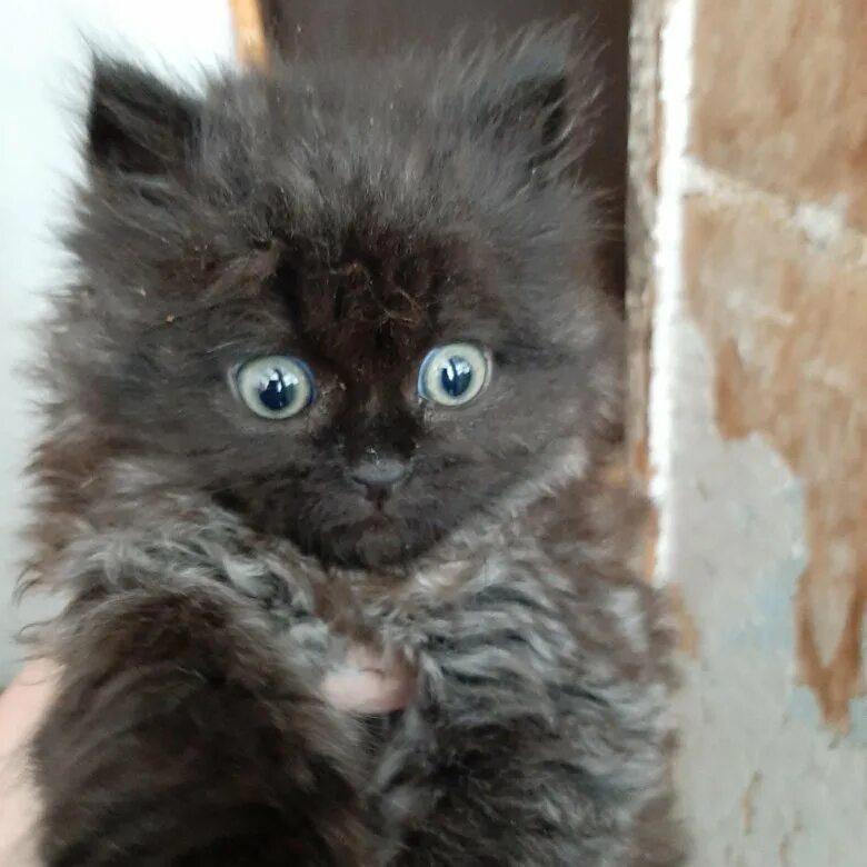 Стерлитамак кот. Стерлитамак кот. Стерлитамак кот. Кошки в дар стерлитамака. Бесплатный котенок в стерлитамаке район солнечный в добрые руки.