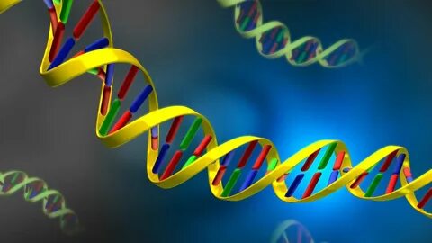 Загрузить обои днк, кислота, nucleic, dna, acid 