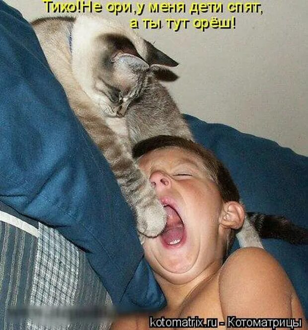 Кот больше страсти. Не ори на меня. больше страсти мать вашу кот. котоматрица мать плохому не научит.