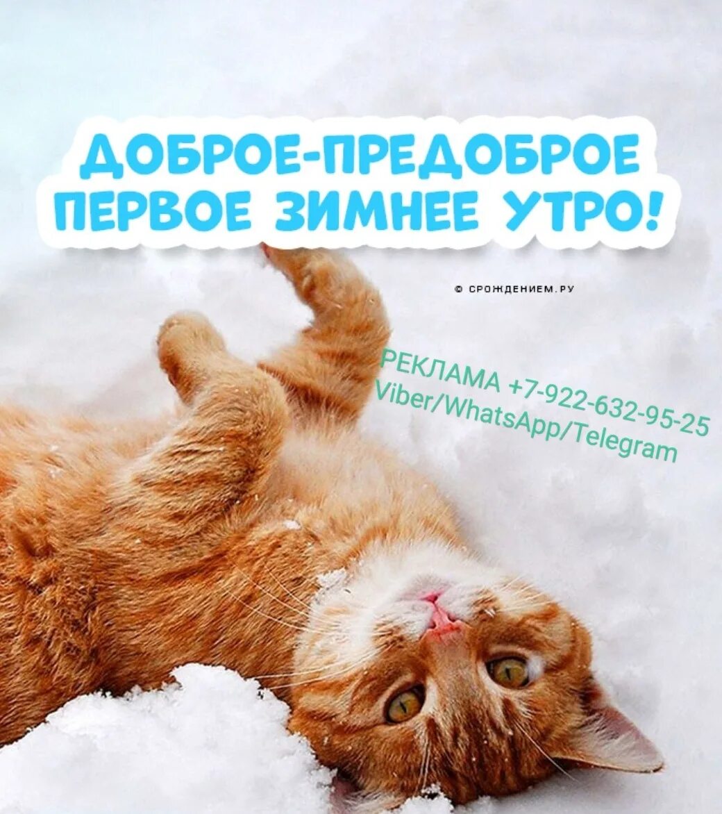 Утро первого декабря. Открыточку 1 декабря с добрым утром. Доброе утро 1 декабря зима. С первым днем декабря доброе утро. С первым днем зимы котики.