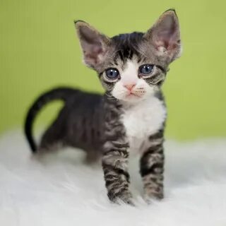 Котята девоны