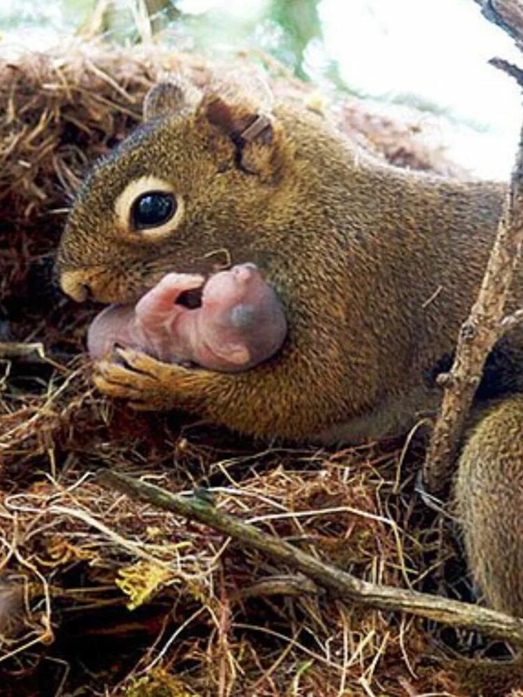 Как называются дети белки. Как называются дети белки. Белкообразные грызуны. Белок для детей. Как называются дети белки.