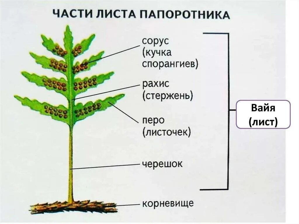 Строение вайи папоротника. Внешнее строение папоротника. Строение листа вайи папоротника. Папоротниковые растения строение.