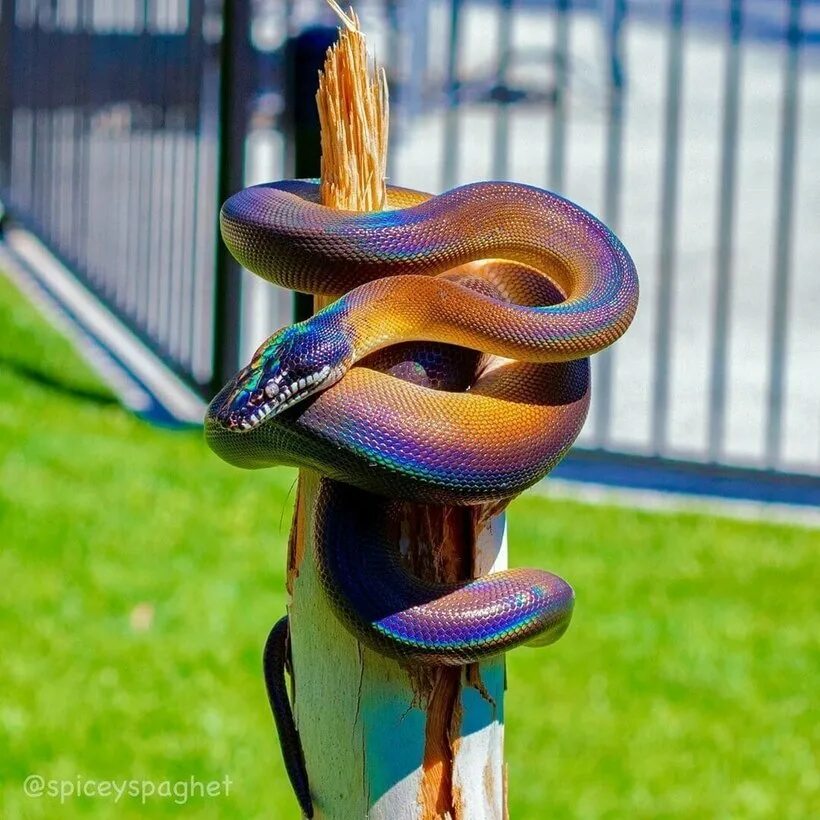 Лучистая змея xenopeltis unicolor. Самая красивая змея в мире. Моноклевая кобра. Белогубый полоз. Необычных змей.