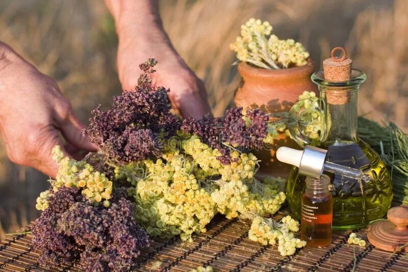 Лекарства из растений. Запах лаванды. Эфирные масла. Народная медицина травы. Целебные запахи.