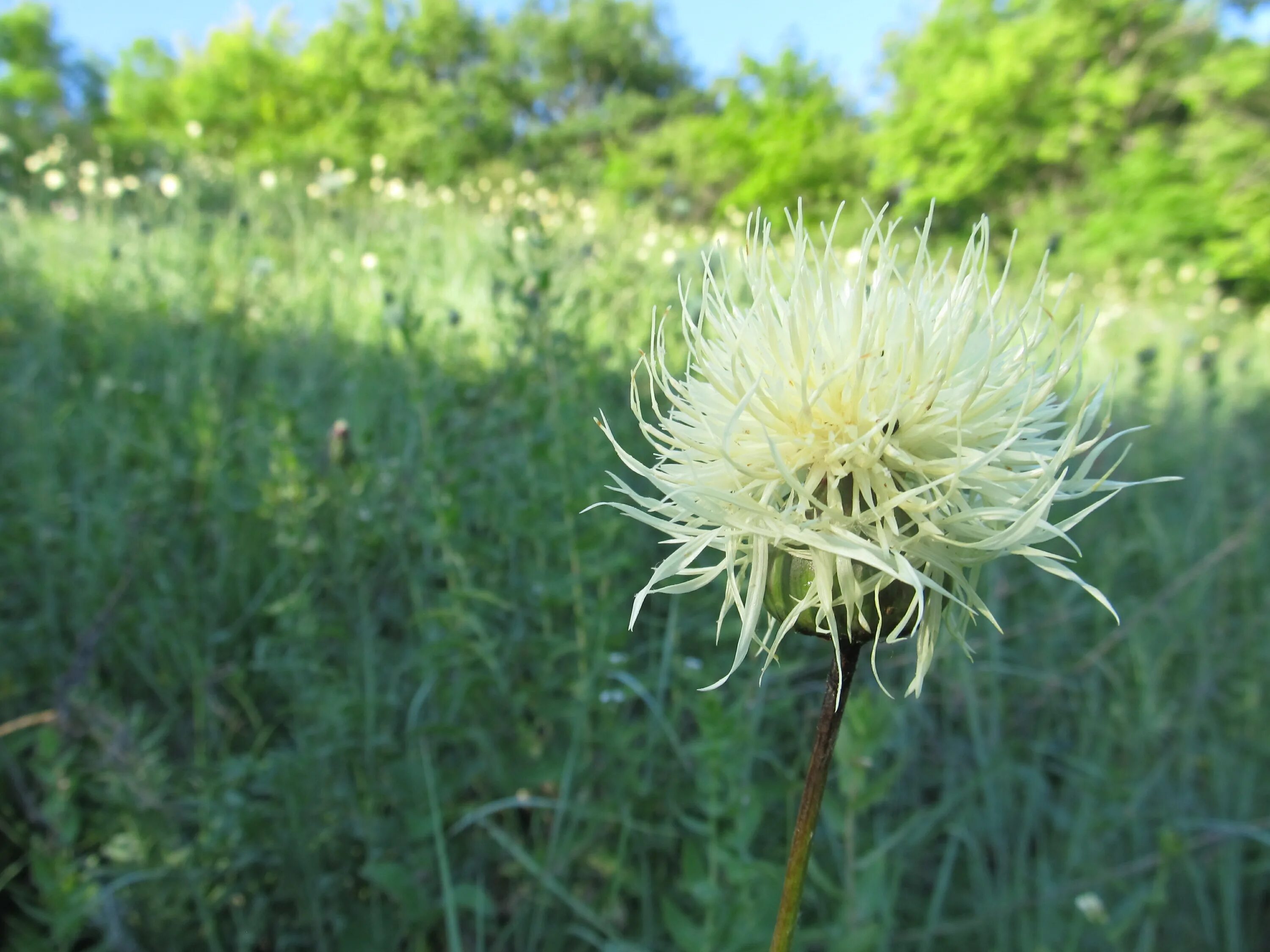 ). василёк талиева (centaurea taliewii kleop. василёк дубянского. джангуль василек талиева. Centaurea ruthenica lam.