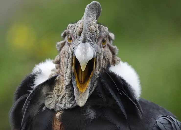 Condor